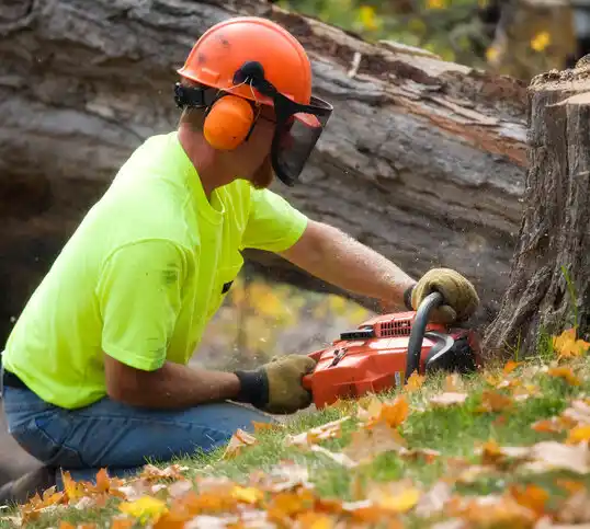 tree services Ferrysburg